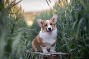 Hundeshooting, Outdoorshooting mit Hund