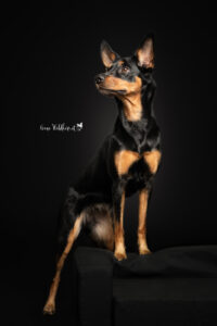 Hundeshooting im Studio