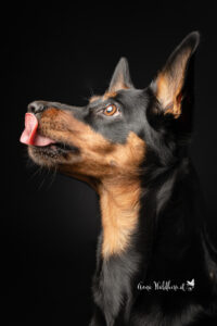 Hundeshooting im Studio