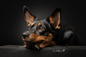 Hundeshooting im Studio