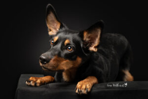 Hundeshooting im Studio