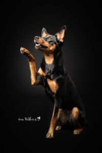 Hundeshooting im Studio