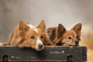 Hundeshooting im Studio