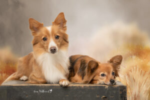 Hundeshooting im Studio