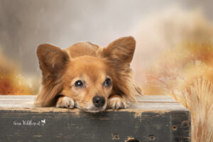 Hundeshooting im Studio