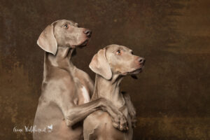 Hundeshooting im Studio