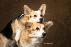 Hundeshooting im Studio