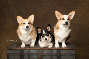 Hundeshooting im Studio