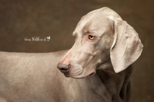 Hundeshooting im Studio