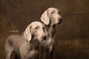 Hundeshooting im Studio