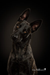 Hundeshooting im Studio