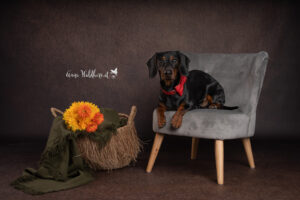 Hundeshooting im Studio