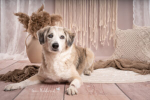 Hundeshooting im Studio