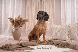 Hundeshooting im Studio