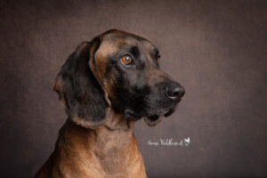 Hundeshooting im Studio