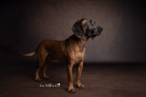 Hundeshooting im Studio