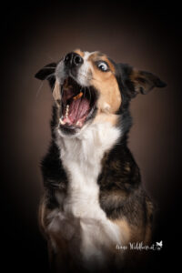 Hundeshooting im Studio