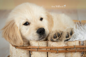 Hundeshooting im Studio