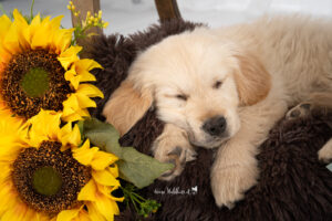 Hundeshooting im Studio