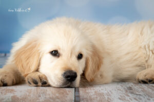 Hundeshooting im Studio