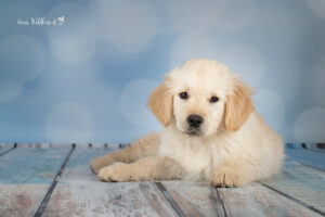 Hundeshooting im Studio