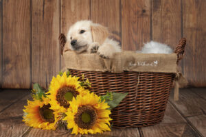 Hundeshooting im Studio