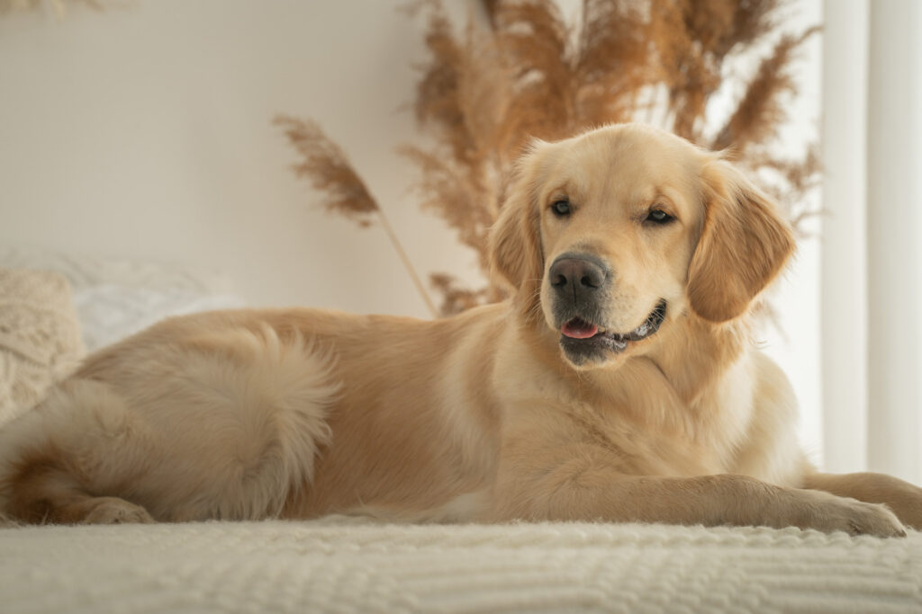 Boho Mini Fotosession mit Hund