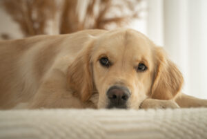 Hundeshooting mit Bett im Studio