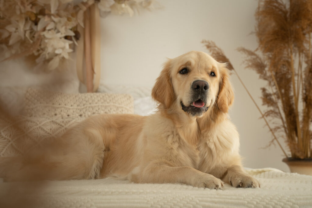 Boho Mini Fotosession mit Hund