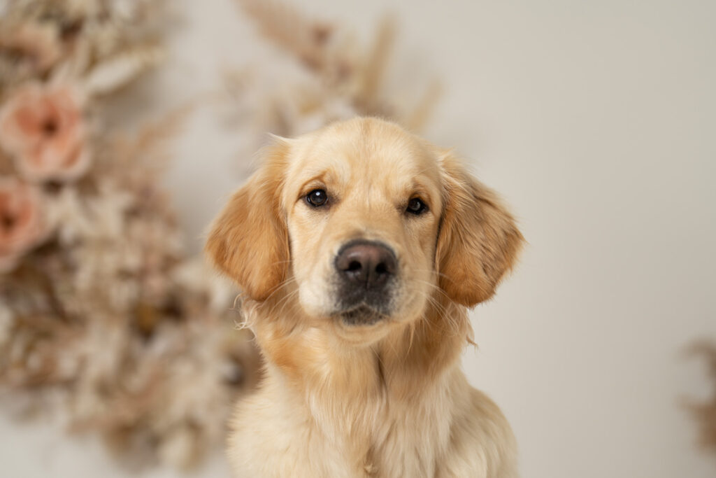 Boho Mini Fotosession mit Hund