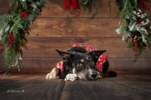 Weihnachtsaktion, Weihnachtsminis, Weihnachst Fotoshooting