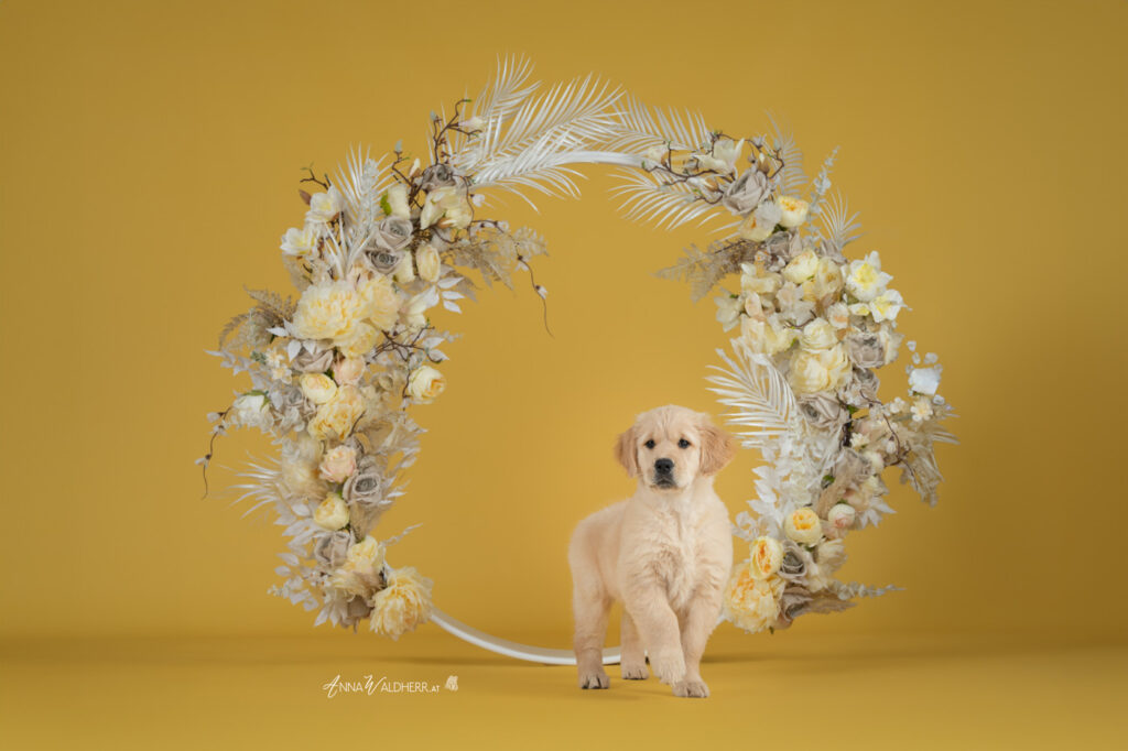 hundeshooting im studio