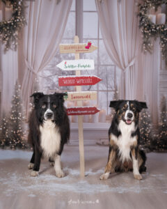 Weihnachts Shooting, Foto Aktion 2025, Weihnachtsaktions Shootiing, Familienshooting Wiener Neustadt und Baden