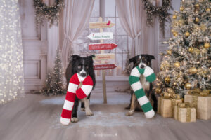 Hunde Weihnachts Shooting