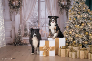 Weihnachts Shooting, Foto Aktion 2025, Weihnachtsaktions Shootiing, Familienshooting Wiener Neustadt und Baden