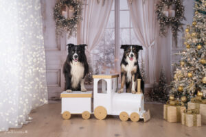 Weihnachts Shooting, Foto Aktion 2025, Weihnachtsaktions Shootiing, Familienshooting Wiener Neustadt und Baden