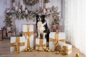 Weihnachts Shooting, Foto Aktion 2025, Weihnachtsaktions Shootiing, Familienshooting Wiener Neustadt und Baden