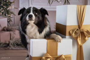 Weihnachts Shooting Aktion Wiener Neustadt, Baden