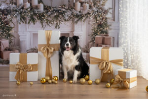 Foto Aktion 2025, Weihnachtsaktions Shootiing,