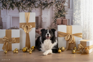 Weihnachts Shooting, Foto Aktion 2025, Weihnachtsaktions Shootiing, Familienshooting Wiener Neustadt und Baden