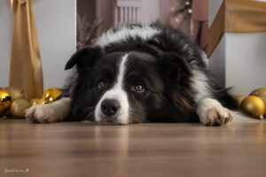 Foto Aktion 2025, Weihnachtsaktions Shootiing,