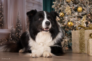 Weihnachts Shooting Aktion Wiener Neustadt, Baden