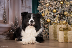 Familienshooting Wiener Neustadt und Baden