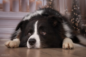 Weihnachts Shooting, Foto Aktion 2025, Weihnachtsaktions Shootiing, Familienshooting Wiener Neustadt und Baden