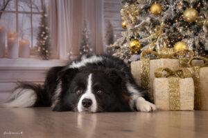 Weihnachts Shooting Aktion Wiener Neustadt, Baden