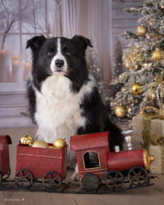 Familienshooting Wiener Neustadt und Baden