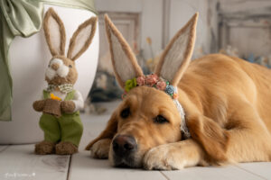 Osterfotoshooting Aktion Wiener Neustadt, Fotoaktion Baden