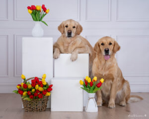 Osterfotoshooting Aktion Wiener Neustadt, Fotoaktion Baden