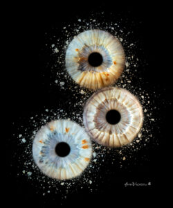 Irisfotografie Collage F12 mit drei blauen Iriden auf schwarzem Hintergrund – individuelles Iris Kunstwerk von Anna Waldherr Photography