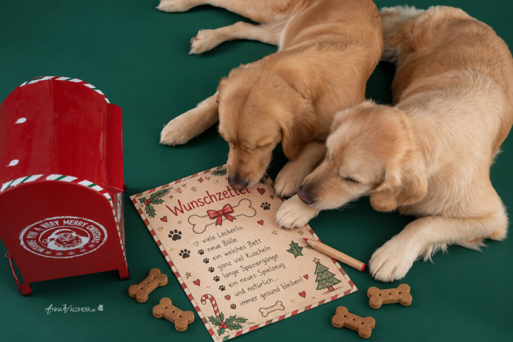 Zwei Golden Retriever beim Weihnachtsshooting mit Wunschzettel und Weihnachtsbriefkasten bei Anna Waldherr Photography